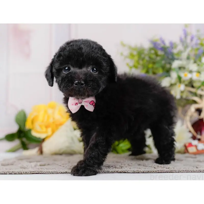 販売中の神奈川県のトイプードル-452724の7枚目