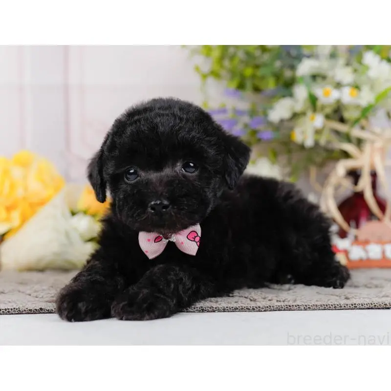 販売中の神奈川県のトイプードル-452724の6枚目