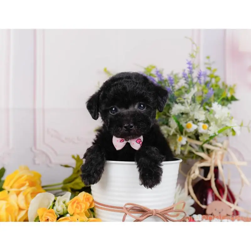 販売中の神奈川県のトイプードル-452724の5枚目