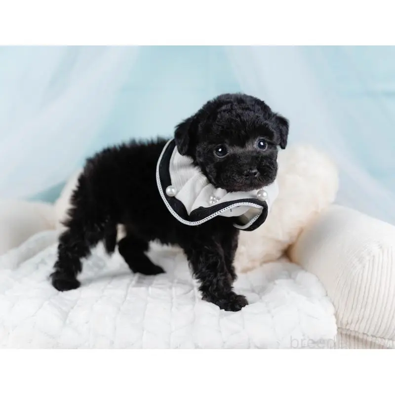 販売中の神奈川県のトイプードル-452724の4枚目