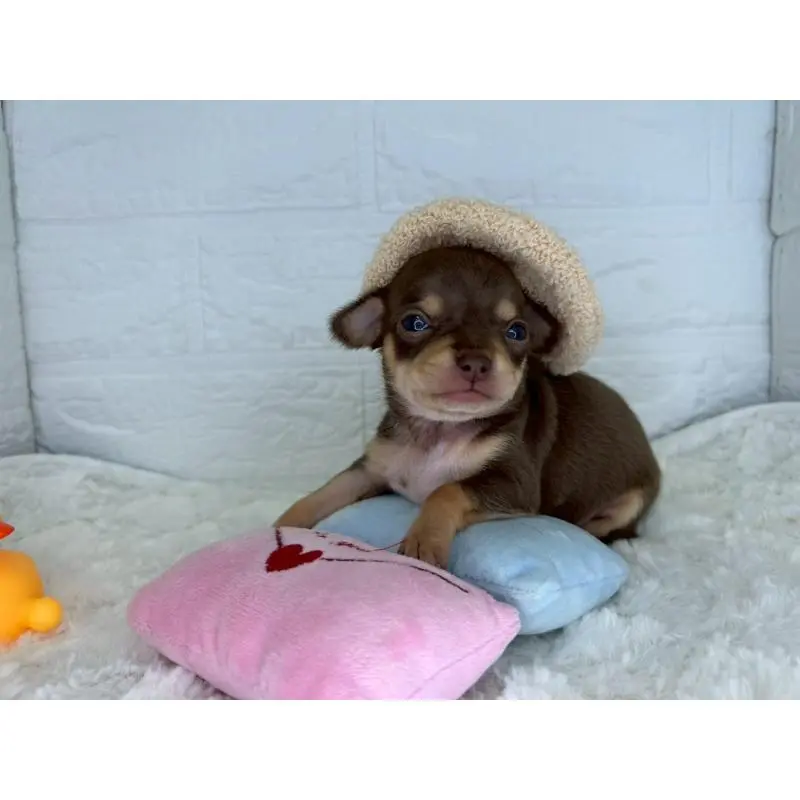 販売中の茨城県のチワワ(スムースコート)-452730の10枚目