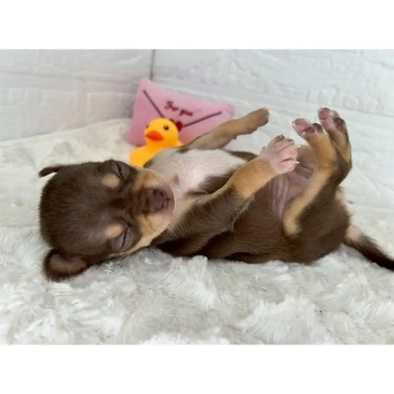 販売中の茨城県のチワワ(スムースコート)-452730の9枚目