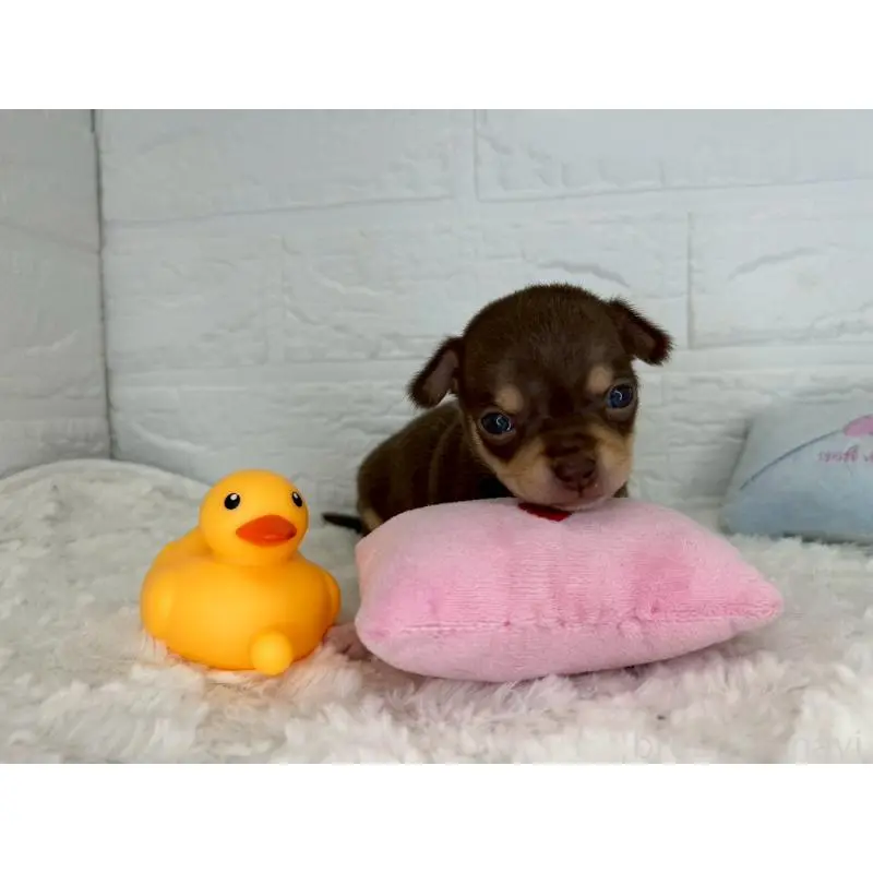 販売中の茨城県のチワワ(スムースコート)-452730の8枚目