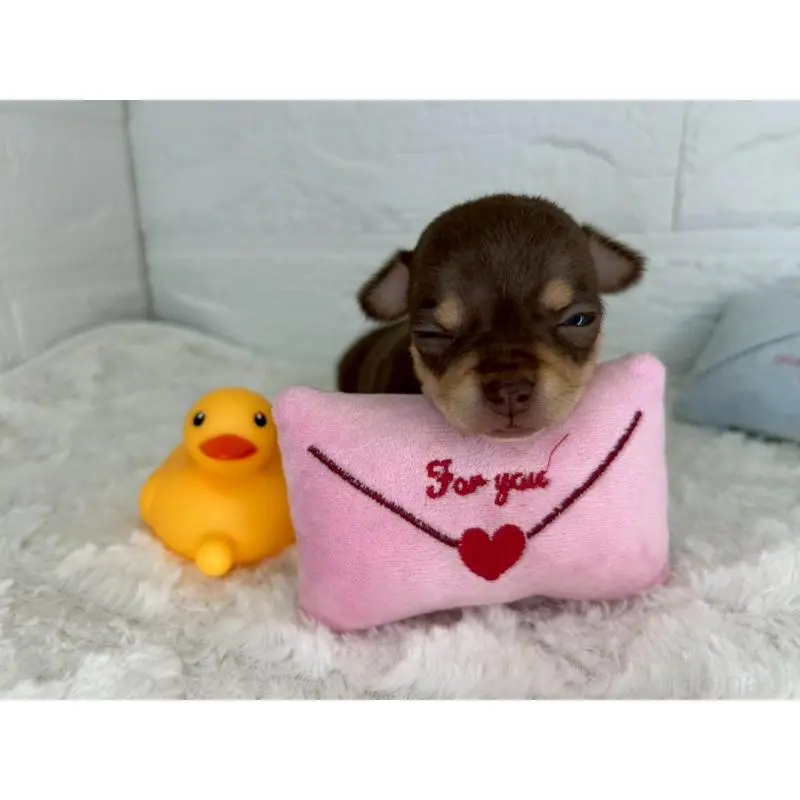 販売中の茨城県のチワワ(スムースコート)-452730の6枚目