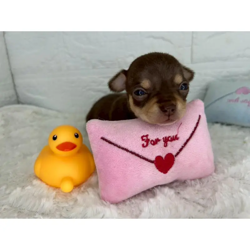 販売中の茨城県のチワワ(スムースコート)-452730の5枚目