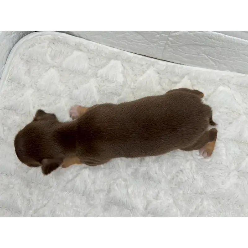 販売中の茨城県のチワワ(スムースコート)-452730の4枚目