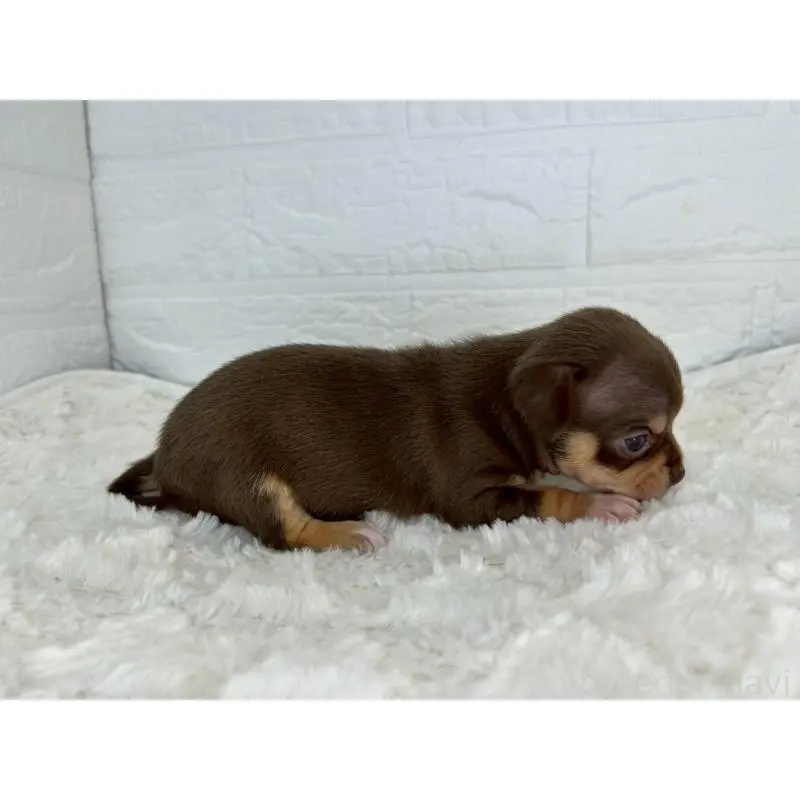 販売中の茨城県のチワワ(スムースコート)-452730の3枚目