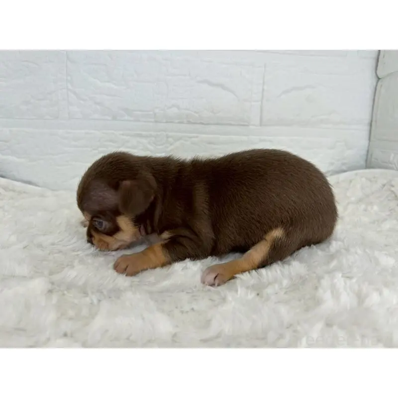 販売中の茨城県のチワワ(スムースコート)-452730の2枚目