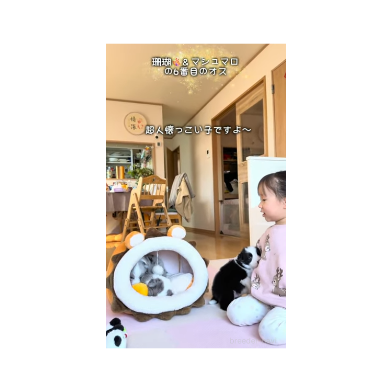 販売中の岐阜県のボーダーコリー-452732の17枚目