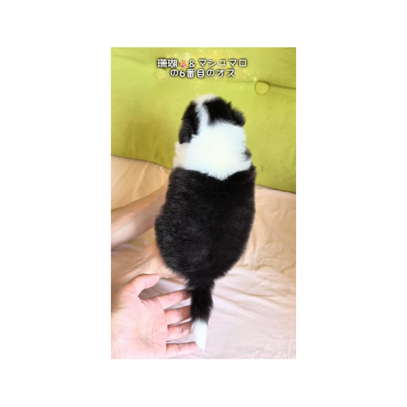 販売中の岐阜県のボーダーコリー-452732の15枚目