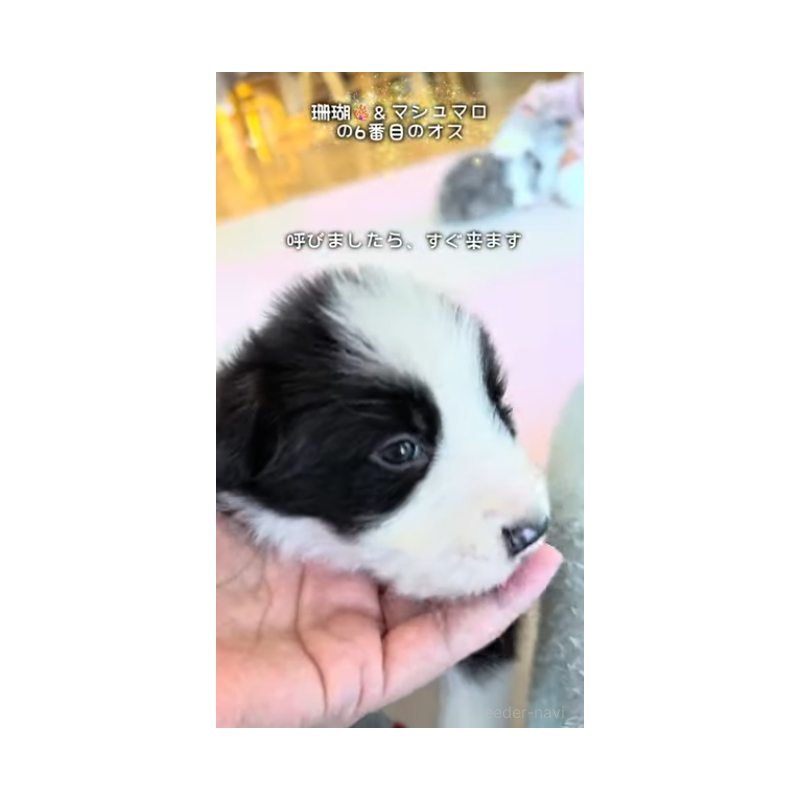販売中の岐阜県のボーダーコリー-452732の14枚目