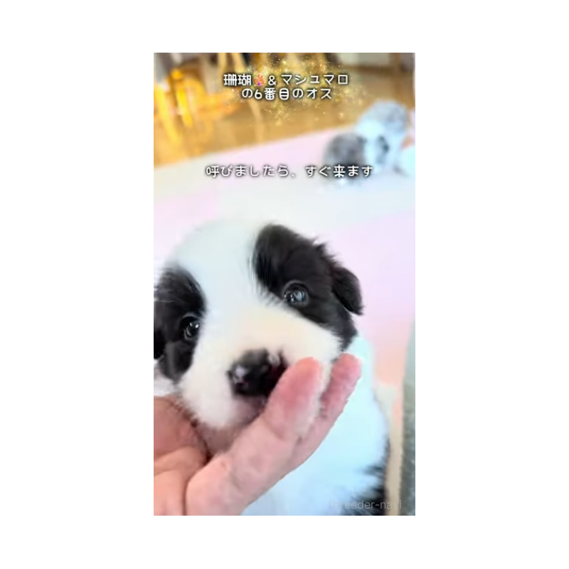 販売中の岐阜県のボーダーコリー-452732の13枚目