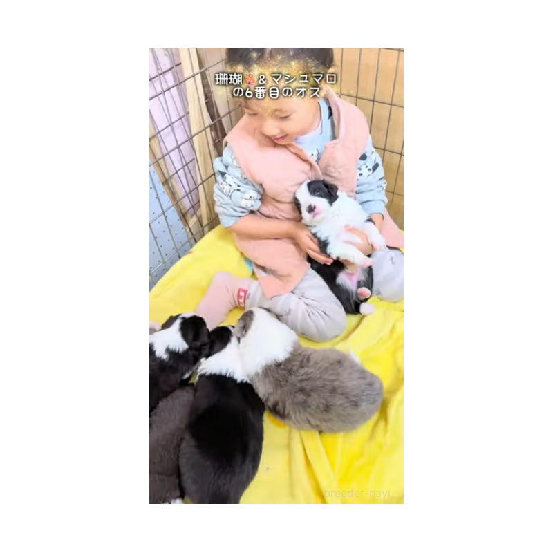 販売中の岐阜県のボーダーコリー-452732の11枚目