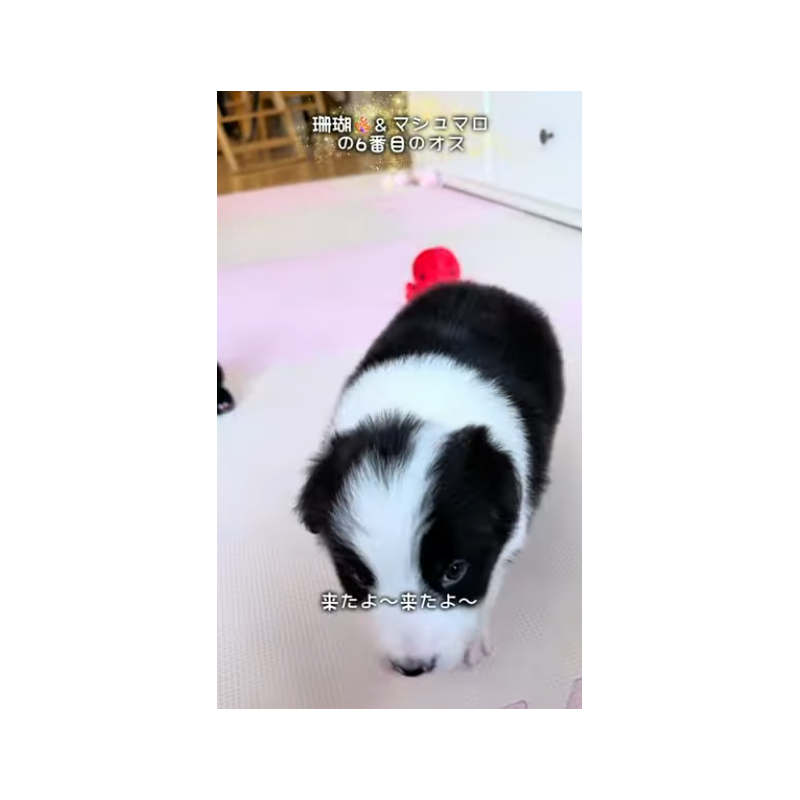 販売中の岐阜県のボーダーコリー-452732の10枚目