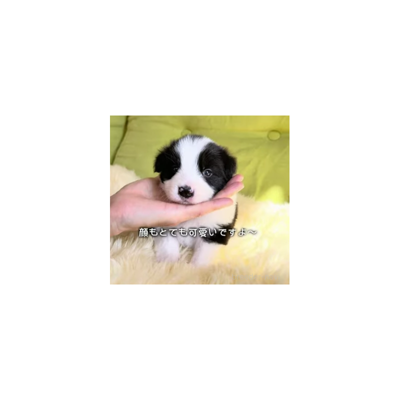 販売中の岐阜県のボーダーコリー-452732の9枚目