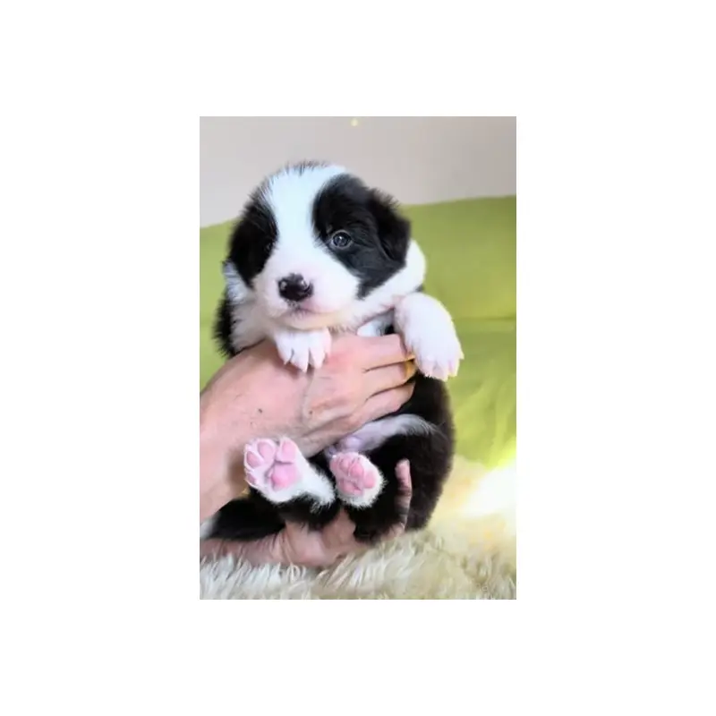 販売中の岐阜県のボーダーコリー-452732の7枚目