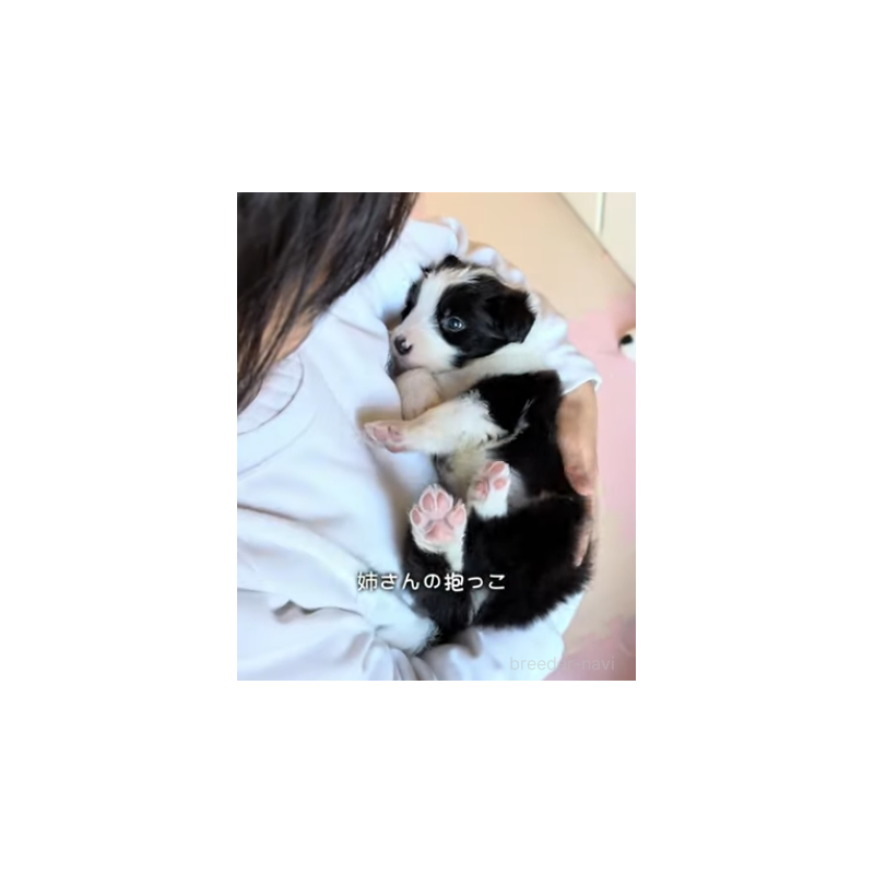 販売中の岐阜県のボーダーコリー-452732の3枚目