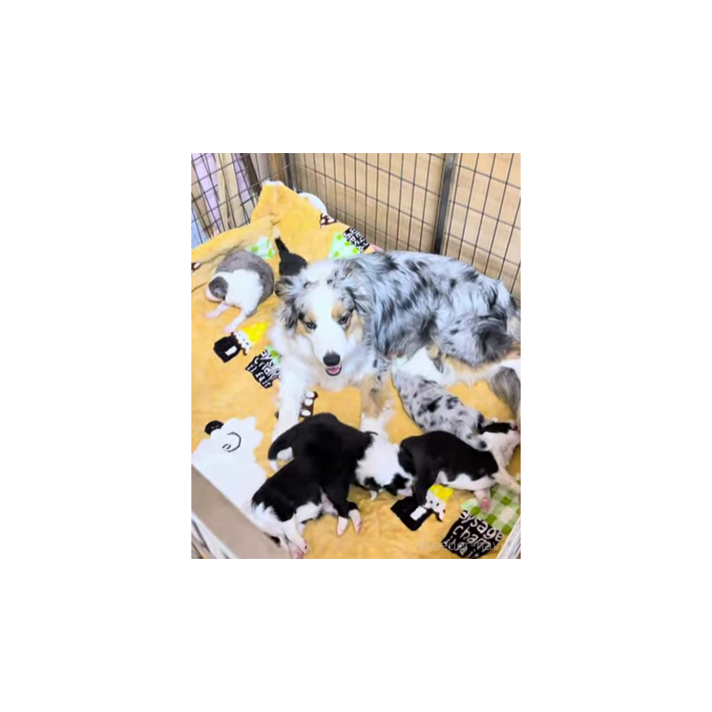 販売中の岐阜県のボーダーコリー-452732の2枚目