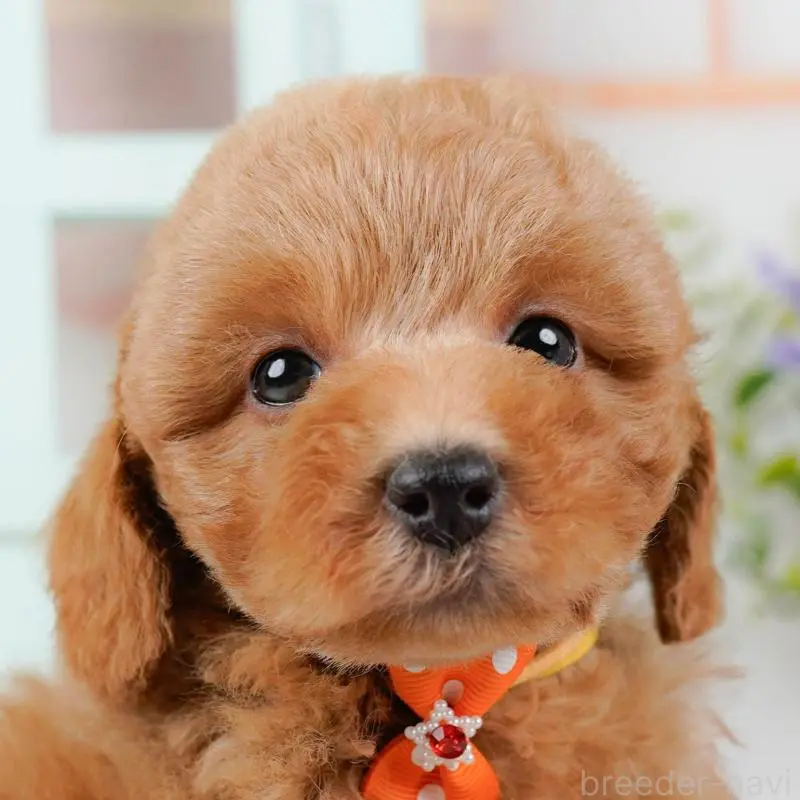 ♂︎トイプードル