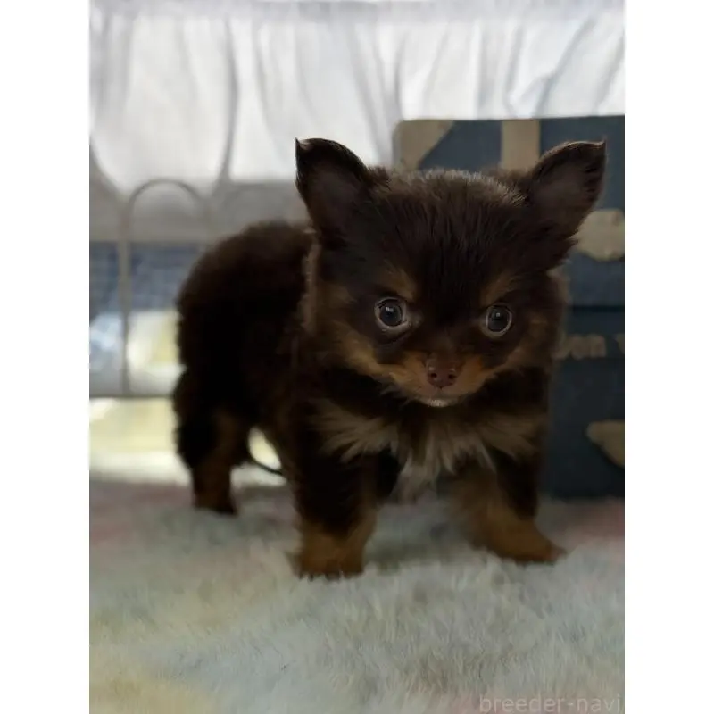 販売中の宮崎県のチワワ(ロングコート)-452736の6枚目