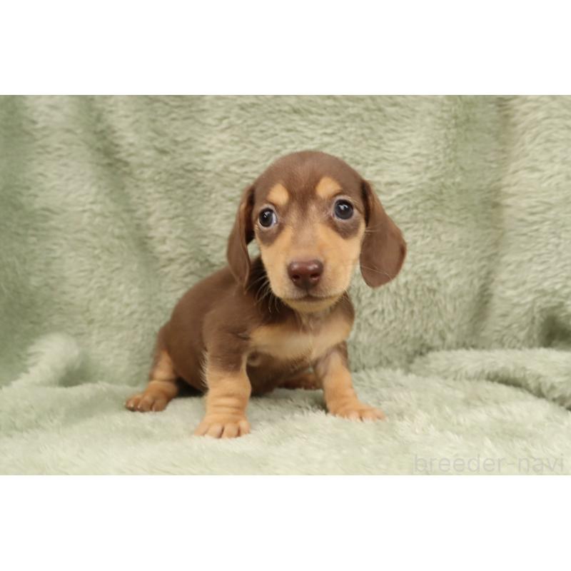 販売中の東京都のミニチュアダックスフンド(スムースヘアード)-452746