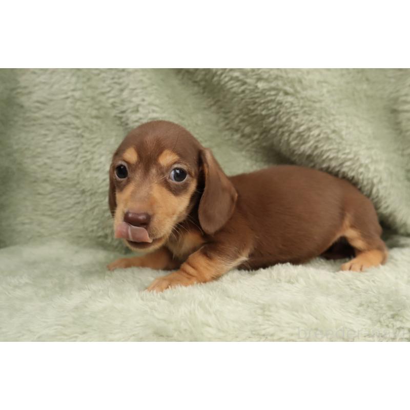 販売中の東京都のミニチュアダックスフンド(スムースヘアード)-452746の5枚目