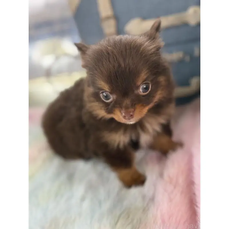 販売中の宮崎県のチワワ(ロングコート)-452736の5枚目