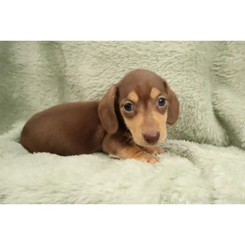 販売中の東京都のミニチュアダックスフンド(スムースヘアード)-452746の4枚目