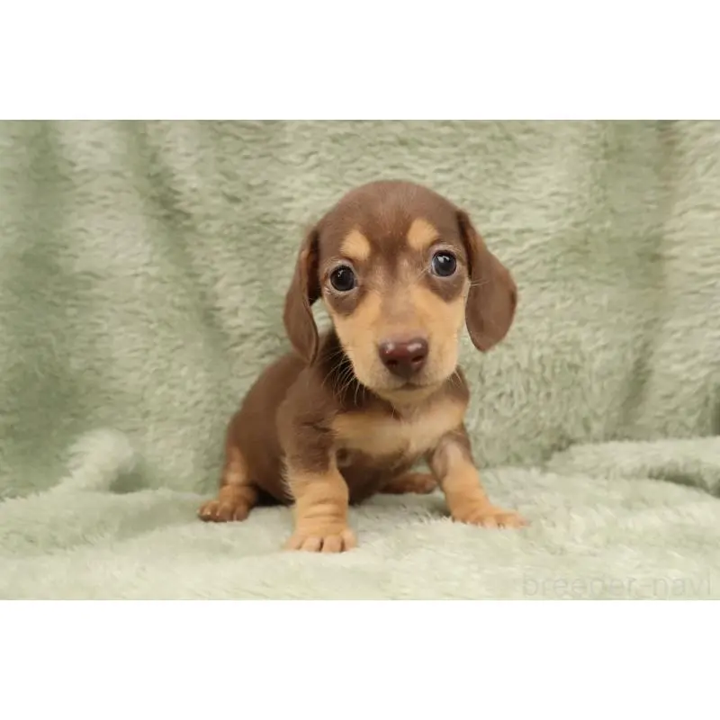 販売中の東京都のミニチュアダックスフンド(スムースヘアード)-452746の3枚目