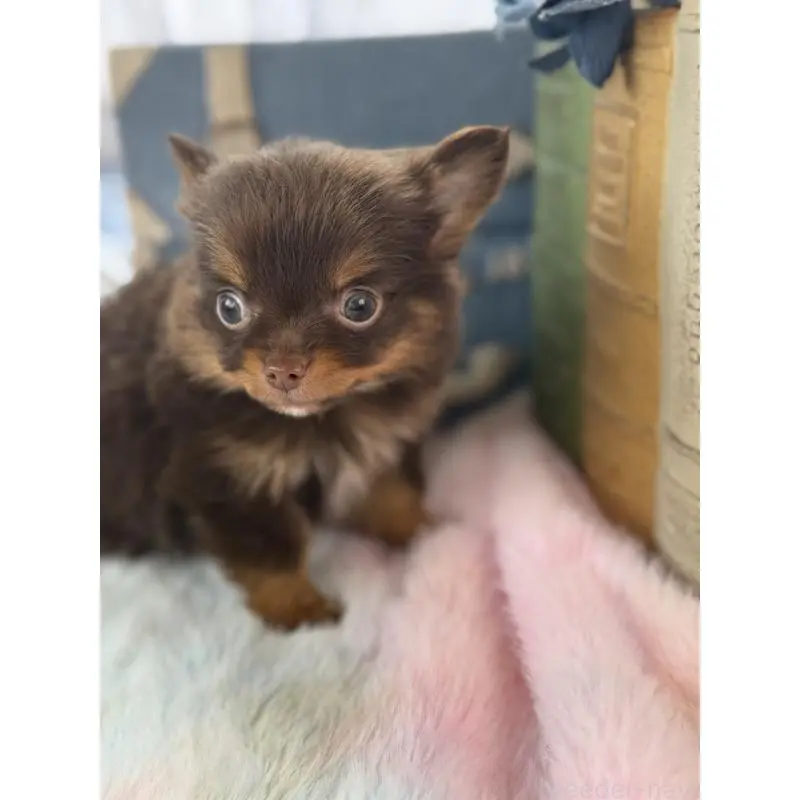 販売中の宮崎県のチワワ(ロングコート)-452736の3枚目