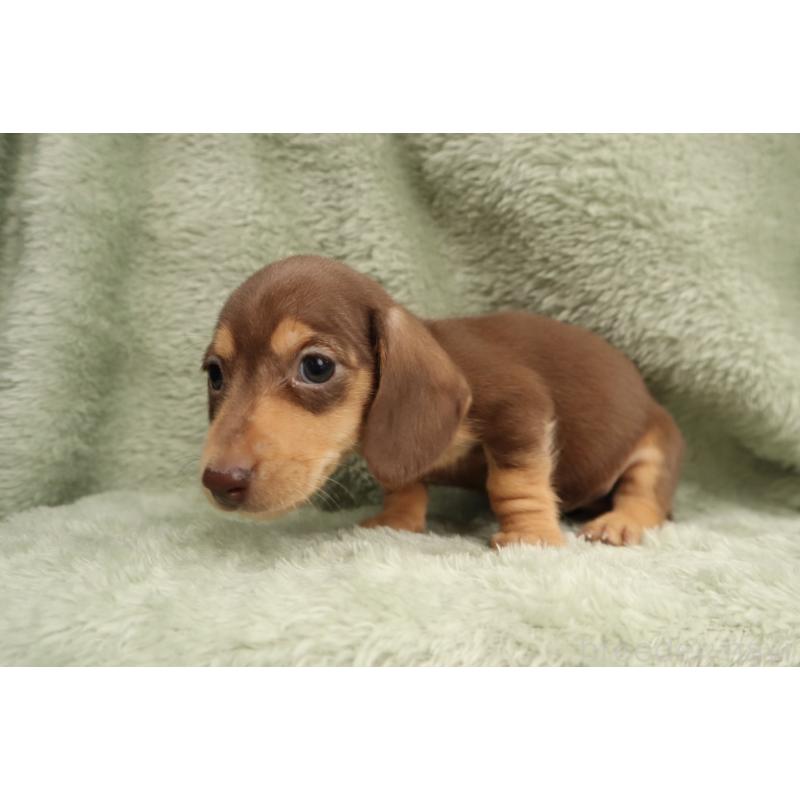 販売中の東京都のミニチュアダックスフンド(スムースヘアード)-452746の2枚目