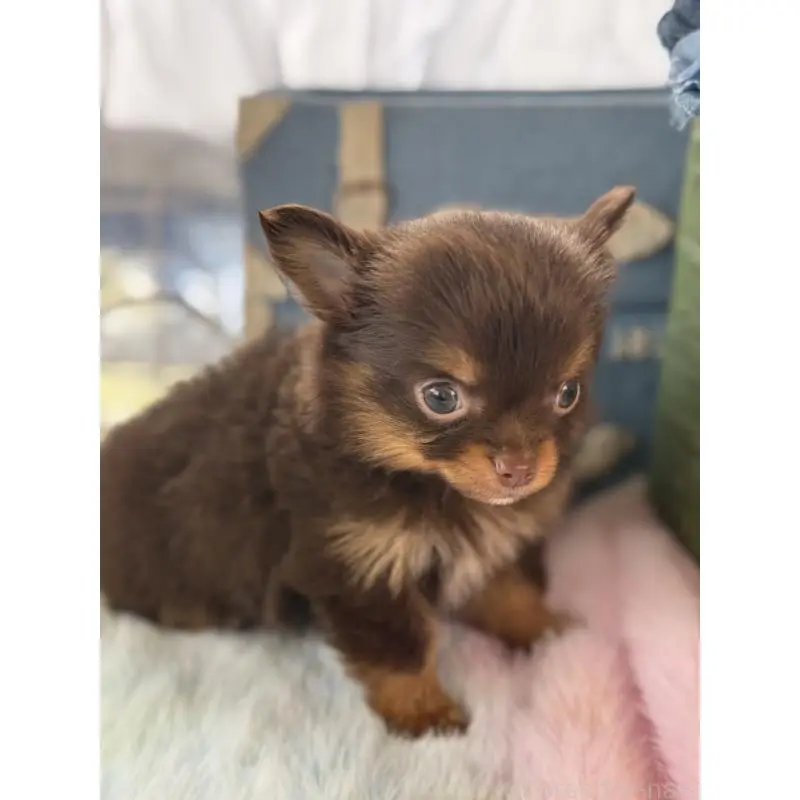 販売中の宮崎県のチワワ(ロングコート)-452736の2枚目