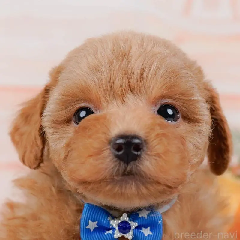 ♂︎トイプードル