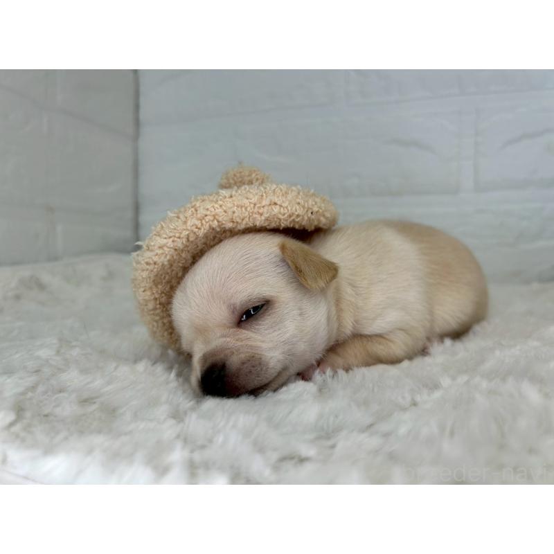 販売中の茨城県のチワワ(スムースコート)-452740の12枚目