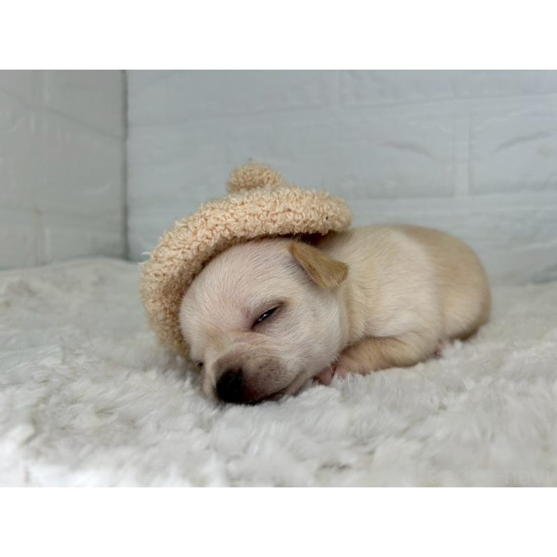 販売中の茨城県のチワワ(スムースコート)-452740の11枚目