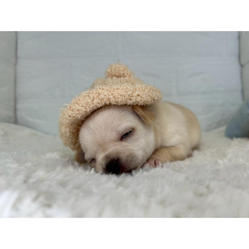 販売中の茨城県のチワワ(スムースコート)-452740の10枚目