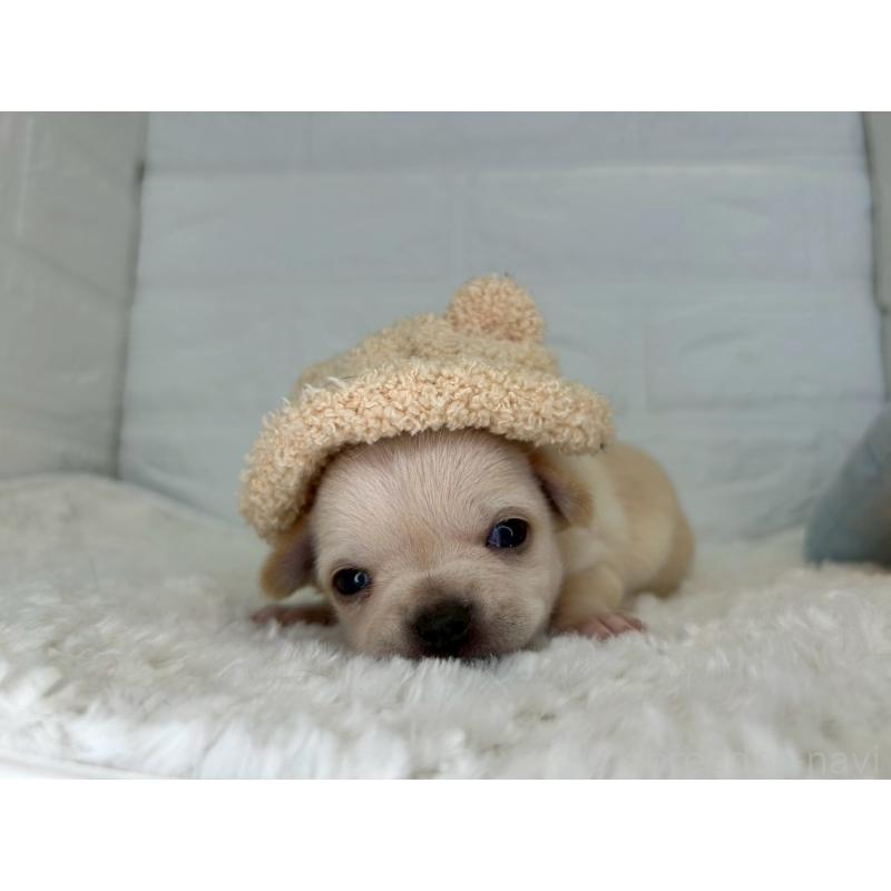 販売中の茨城県のチワワ(スムースコート)-452740の9枚目