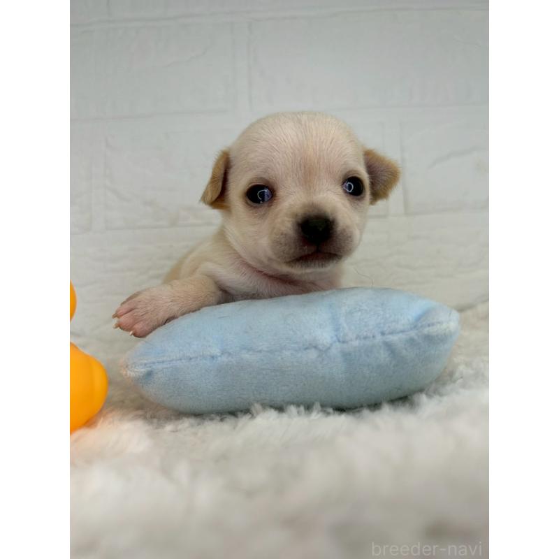 販売中の茨城県のチワワ(スムースコート)-452740の8枚目