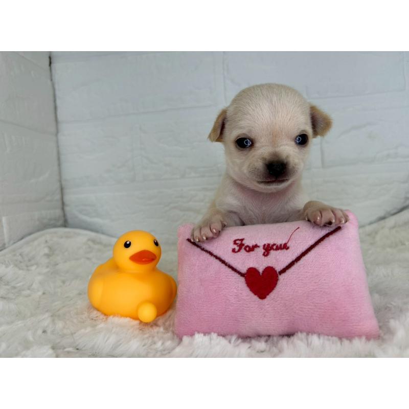 販売中の茨城県のチワワ(スムースコート)-452740の7枚目