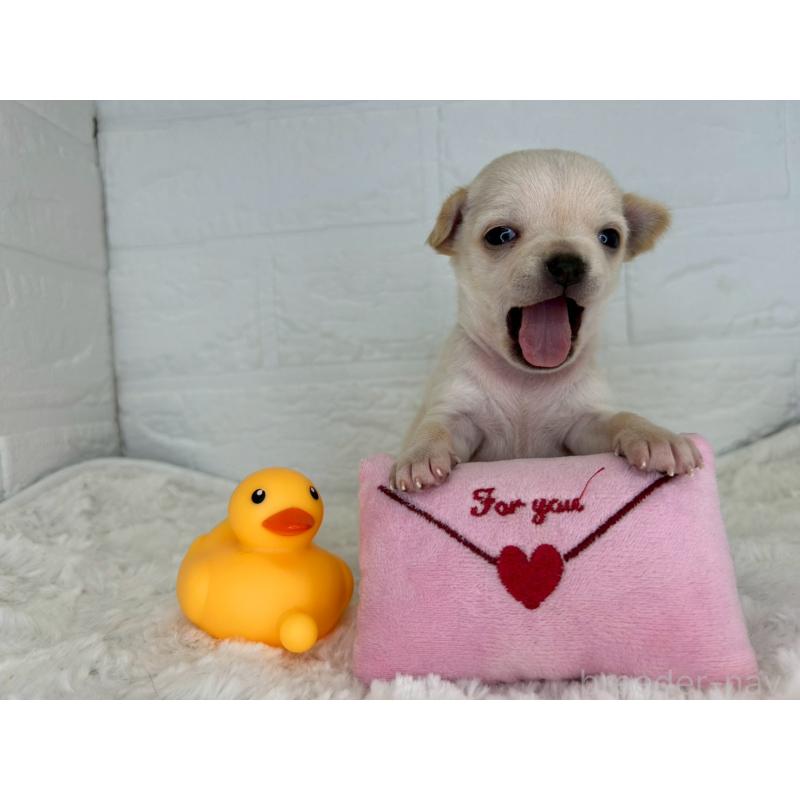 販売中の茨城県のチワワ(スムースコート)-452740の6枚目