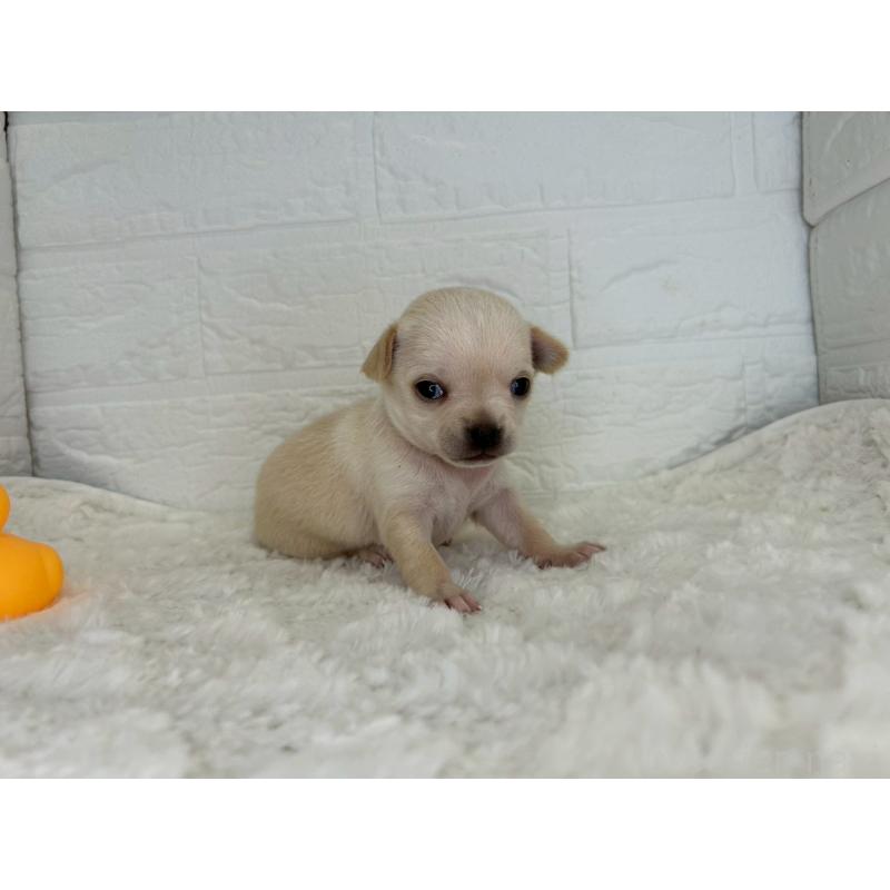 販売中の茨城県のチワワ(スムースコート)-452740の5枚目