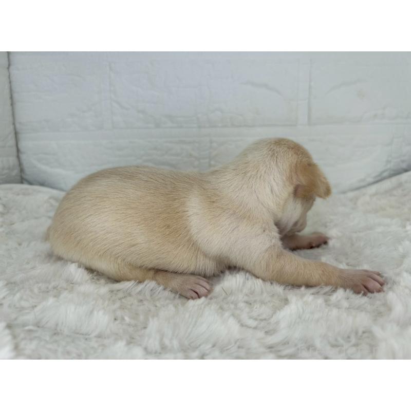 販売中の茨城県のチワワ(スムースコート)-452740の4枚目