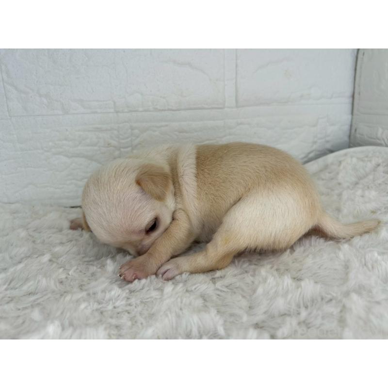 販売中の茨城県のチワワ(スムースコート)-452740の2枚目