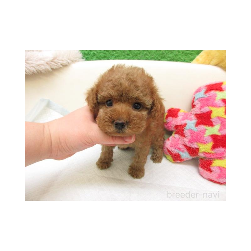 販売中の大阪府のトイプードル-452738の2枚目