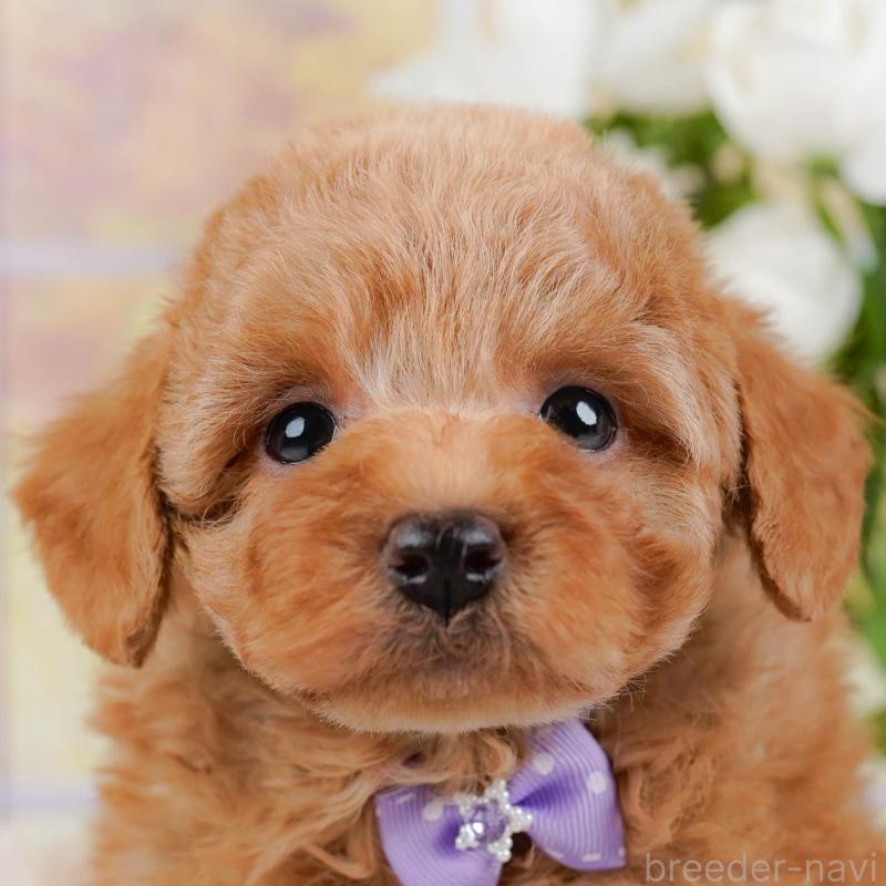 ♂︎トイプードル