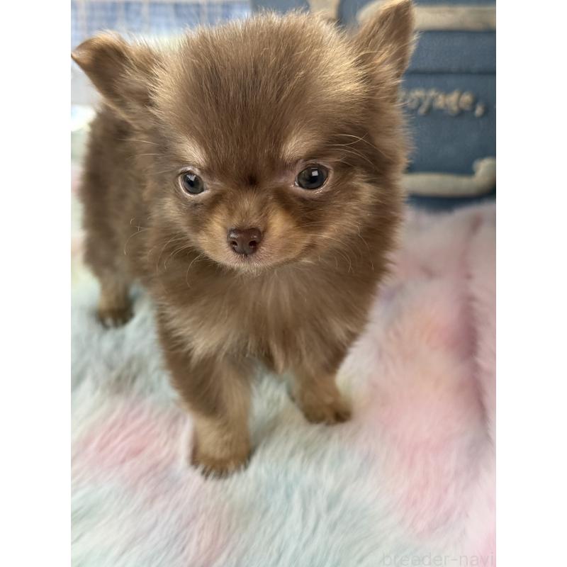 販売中の宮崎県のチワワ(ロングコート)-452747の9枚目