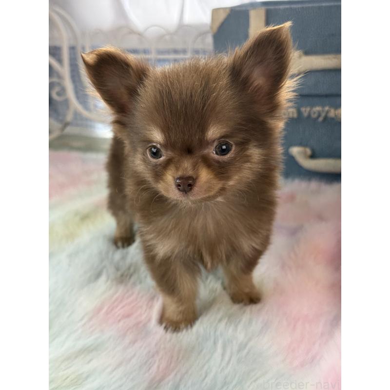 販売中の宮崎県のチワワ(ロングコート)-452747の6枚目