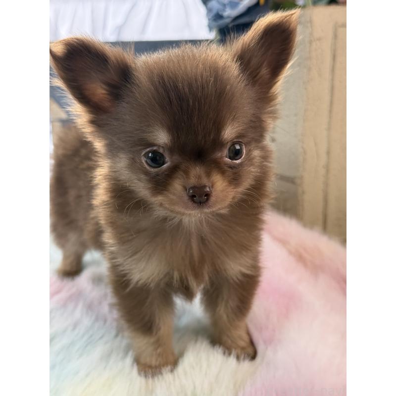 販売中の宮崎県のチワワ(ロングコート)-452747の4枚目