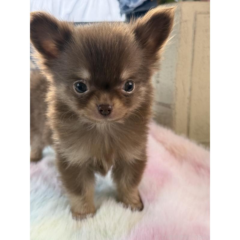 販売中の宮崎県のチワワ(ロングコート)-452747の3枚目