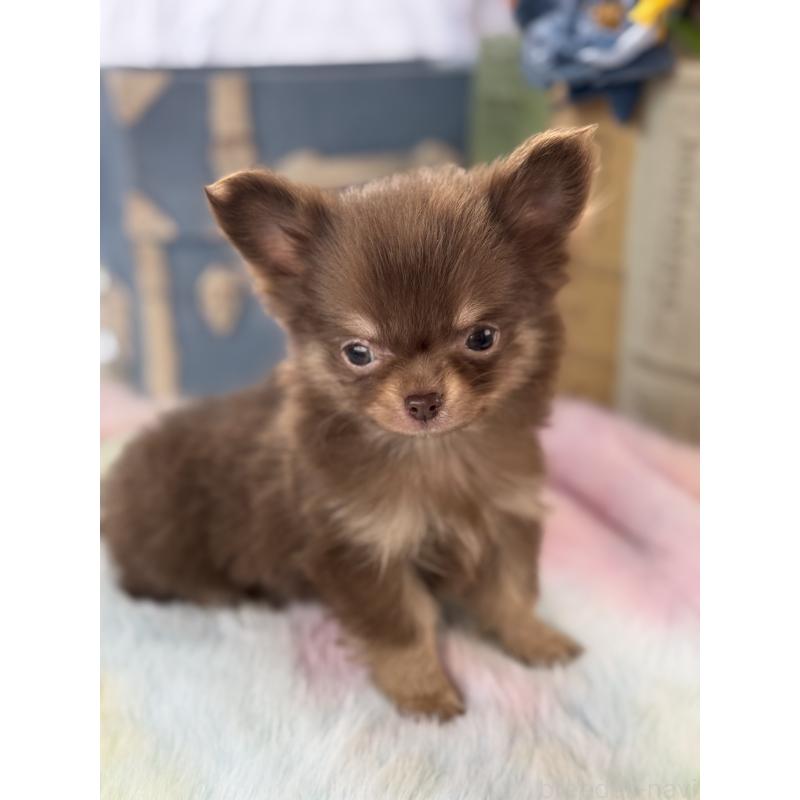 販売中の宮崎県のチワワ(ロングコート)-452747の2枚目